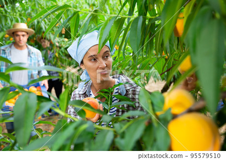 Portraite of positive woman harvests ripe peaches in orchard 95579510