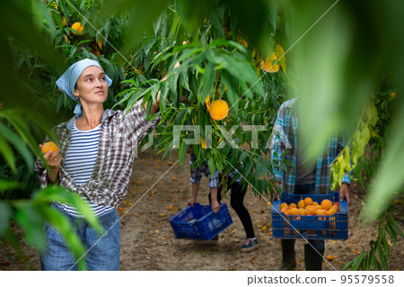 Positive woman harvesting ripe peaches in his orchard on day 95579558