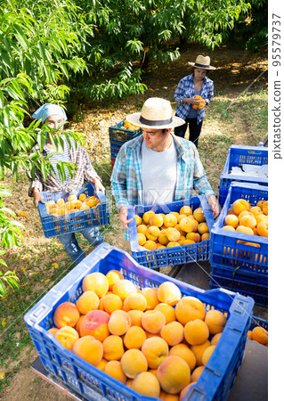 Cheerful farmers puts boxes of ripe peaches Cheerful farmers puts boxes of ripe peaches 95579737
