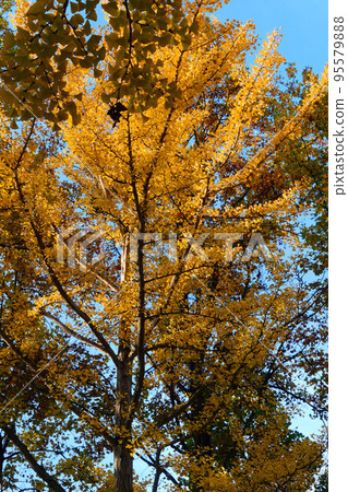 The ginkgo tree lined with autumn leaves The ginkgo tree lined with autumn leaves 95579888