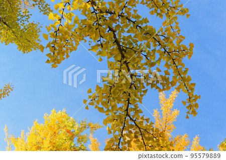 The ginkgo tree lined with autumn leaves The ginkgo tree lined with autumn leaves 95579889