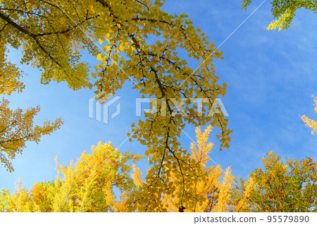 The ginkgo tree lined with autumn leaves The ginkgo tree lined with autumn leaves 95579890