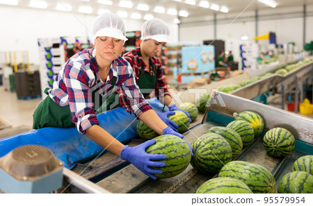 Team of female workers sort watermelons together and send them to a vegetable factory conveyor belt Team of female workers sort watermelons together and send them to a vegetable factory conveyor belt 95579954