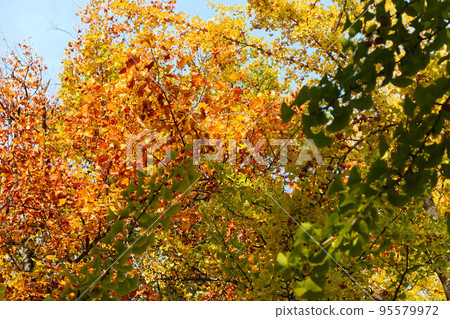 trees with colorful leaves trees with colorful leaves 95579972