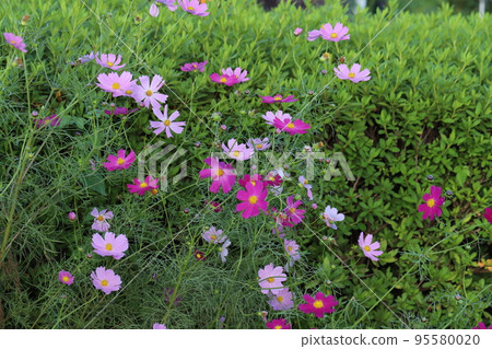 Pink and white cosmos flowers blooming in an autumn park in Japan 95580020