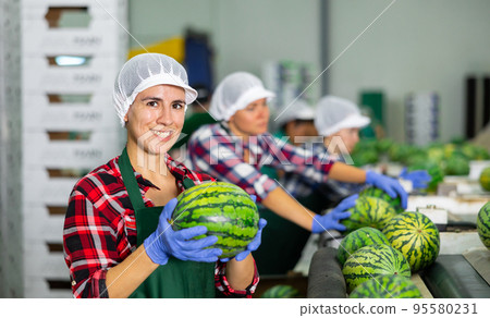 Cheerful Hispanic woman working on watermelons sorting line in fruit warehouse Cheerful Hispanic woman working on watermelons sorting line in fruit warehouse 95580231