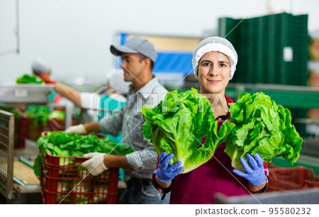 Positive Hispanic workwoman working on lettuce sorting line in vegetable factory Positive Hispanic workwoman working on lettuce sorting line in vegetable factory 95580232