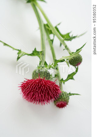 Cirsium 花粉的電子顯微照片(主題) Cirsium 花粉的電子顯微照片(主題) 95580352