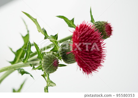 Cirsium 花粉的電子顯微照片(主題) Cirsium 花粉的電子顯微照片(主題) 95580353