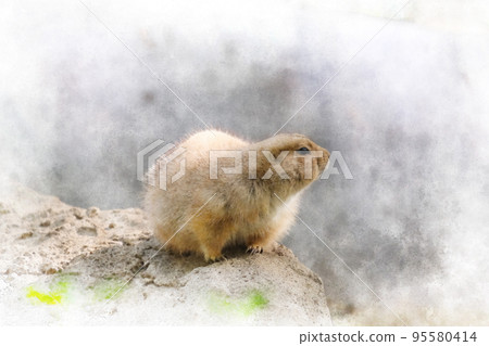 black-tailed prairie dog in zoo black-tailed prairie dog in zoo 95580414