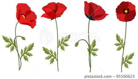 Set of poppy flowers on white background Set of poppy flowers on white background 95580623