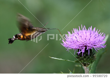 A white thistle hovering and sucking nectar while visiting a wild thistle blooming in a field A white thistle hovering and sucking nectar while visiting a wild thistle blooming in a field 95580720