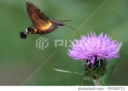 A white thistle hovering and sucking nectar while visiting a wild thistle blooming in a field 95580721