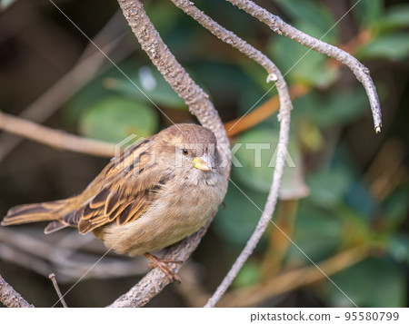 Sparrow sitting on a green branch in autumn. Sparrow with playful poise on branch in autumn or summer 95580799