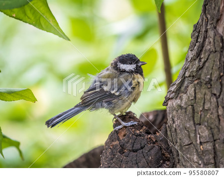 Cute bird Great tit, songbird sitting on the tree trunk in autumn. Parus major Cute bird Great tit, songbird sitting on the tree trunk in autumn. Parus major 95580807