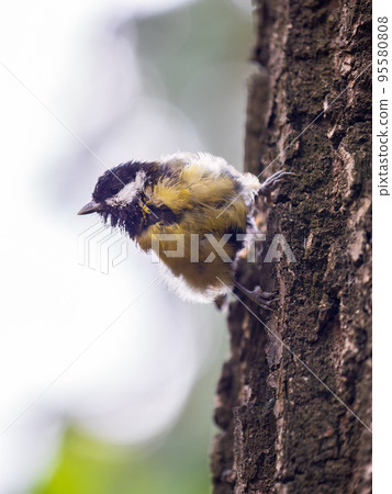 Cute bird Great tit, songbird sitting on the tree trunk in autumn. Parus major Cute bird Great tit, songbird sitting on the tree trunk in autumn. Parus major 95580808