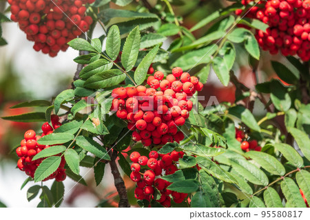 A bunch of red rowan in autumn leaves. A bunch of red rowan in autumn leaves. 95580817