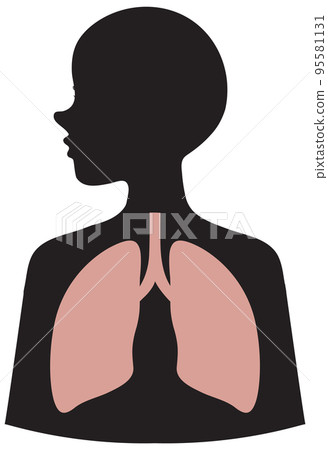 Lungs human icon vector Lungs human icon vector 95581131
