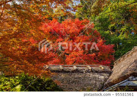 Autumn in Saga-Arashiyama, Kyoto, Hogon-in Temple with autumn leaves, Shishiku Garden 95581561