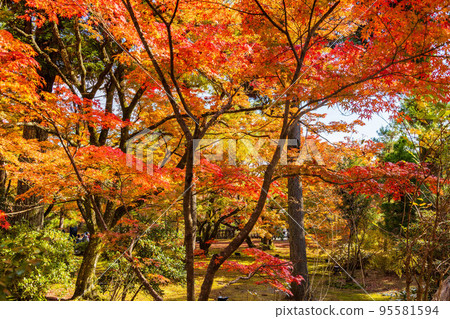 京都嵯峨嵐山的秋天 95581594