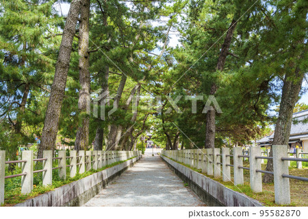 Horyuji Temple Pine forest on the long approach to Nandaimon 95582870