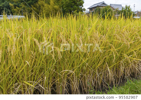 Ears of golden-yellow rice near harvest (Ikaruga-cho, Ikoma-gun, Nara Prefecture) Ears of golden-yellow rice near harvest (Ikaruga-cho, Ikoma-gun, Nara Prefecture) 95582907