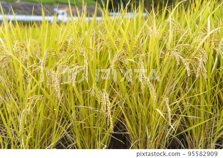 Ears of golden-yellow rice near harvest (Ikaruga-cho, Ikoma-gun, Nara Prefecture) Ears of golden-yellow rice near harvest (Ikaruga-cho, Ikoma-gun, Nara Prefecture) 95582909