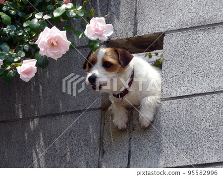 A dog and a rose looking far away from a fence 95582996