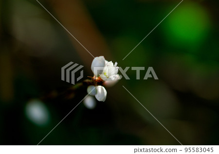 Shirahana Sakura Tate (Shirobana Sakurata) Shirahana Sakura Tate (Shirobana Sakurata) 95583045