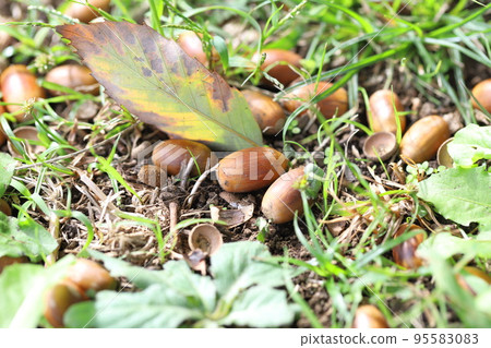 Konara nuts that fell to the ground 95583083
