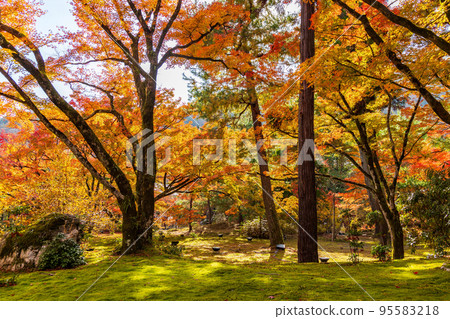 Autumn in Saga-Arashiyama, Kyoto, Hogon-in Temple with autumn leaves, Shishiku Garden Autumn in Saga-Arashiyama, Kyoto, Hogon-in Temple with autumn leaves, Shishiku Garden 95583218