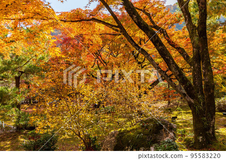 京都嵯峨嵐山的秋天 95583220