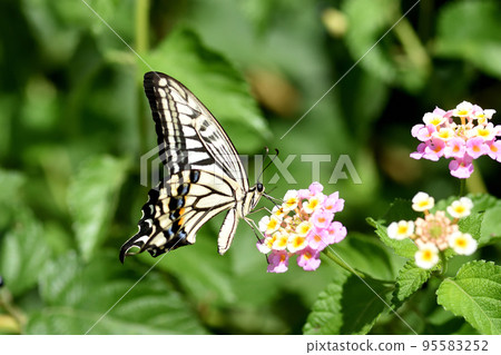 燕尾從馬纓丹中吸取花蜜,同時用花粉覆蓋它的長喙 燕尾從馬纓丹中吸取花蜜,同時用花粉覆蓋它的長喙 95583252