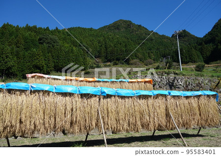 Sun-dried Yotsuya Senmaida fields in autumn 95583401