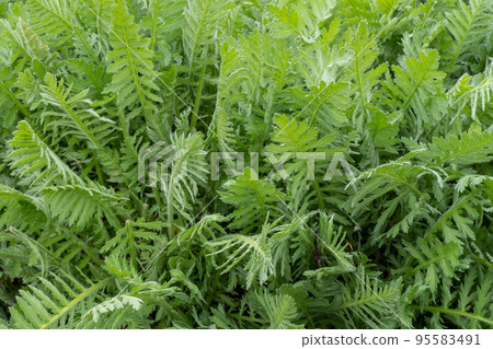 Green leaves of achillea filipendula in the spring. Medicinal plants in the garden Green leaves of achillea filipendula in the spring. Medicinal plants in the garden 95583491