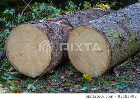 Two felled tree trunks lying on the forest ground 95583498
