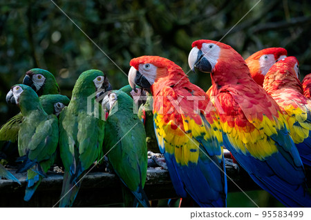 Group of Ara parrots, Red parrot Scarlet Macaw, Ara macao and military macaw (ara militaris) Group of Ara parrots, Red parrot Scarlet Macaw, Ara macao and military macaw (ara militaris) 95583499