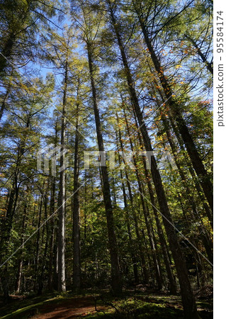  森林形象 95584174