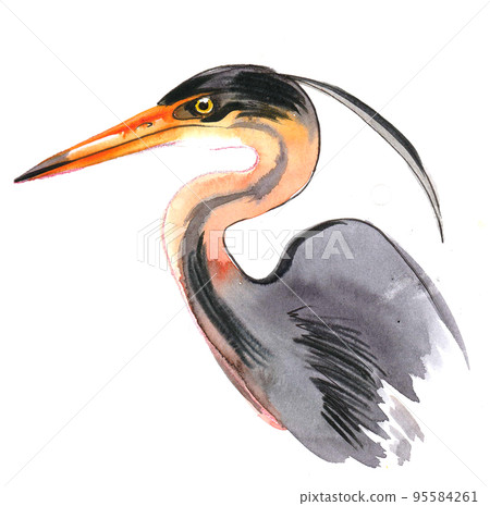 Heron bird. Ink and watercolor drawing Heron bird. Ink and watercolor drawing 95584261