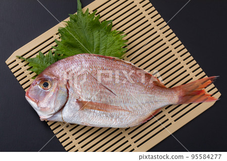 鯛魚 鯛魚 95584277