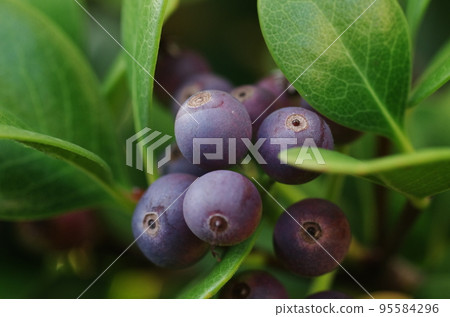Rhaphiolepis fruit 95584296