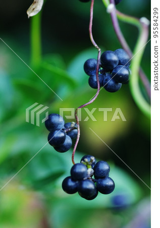 Fruit of Aotutsurafuji 95584299