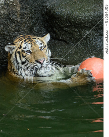 最強水球選手需謹慎（東北虎） 95584309