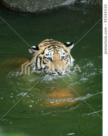 Amur tiger cub swimming and carrying a ball 95584310