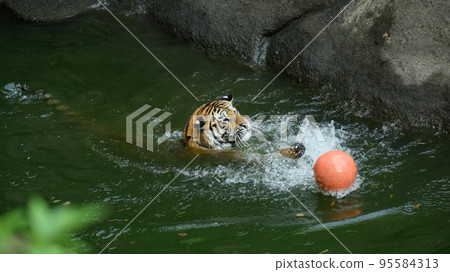 Amur tiger cub swimming chasing a ball Amur tiger cub swimming chasing a ball 95584313