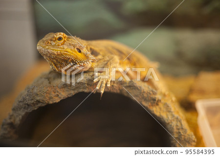 bearded lizard 001 bearded lizard 001 95584395
