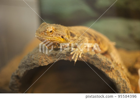 bearded lizard 002 bearded lizard 002 95584396