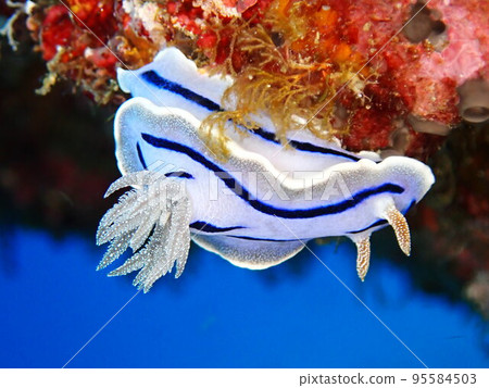 Misole Umizushi 95584503