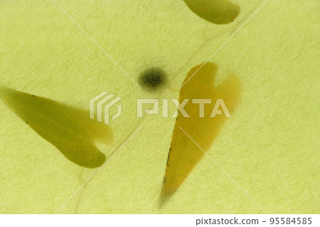 日本紙和山藥（山藥）的背景材料 95584585