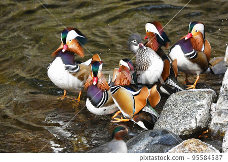 鴛鴦 水禽 野生 鳥 95584587